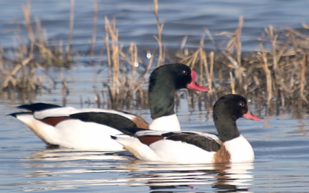 Anec Blanc (Tadorna tadorna)