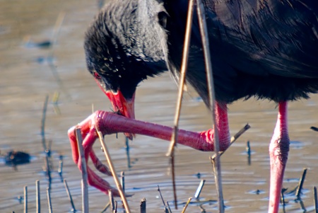 Polla Blava (Porphyrio porphyrio)