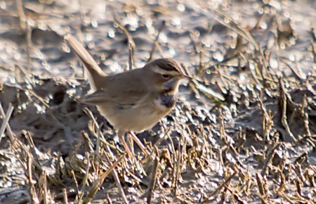 Cotxa Blava(Luscinia svecica)