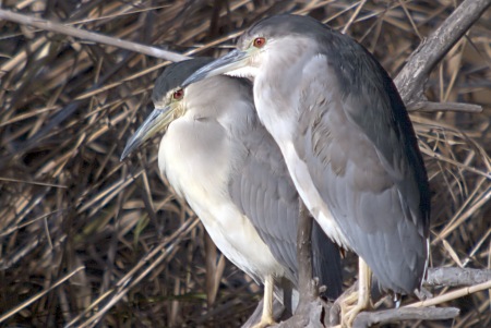 Martinet de Nit (Nycticorax nycticorax)