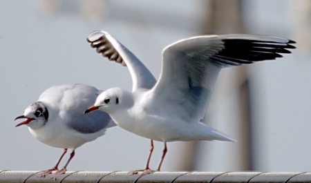 Gavina vulgar ( Larus ridibundus )