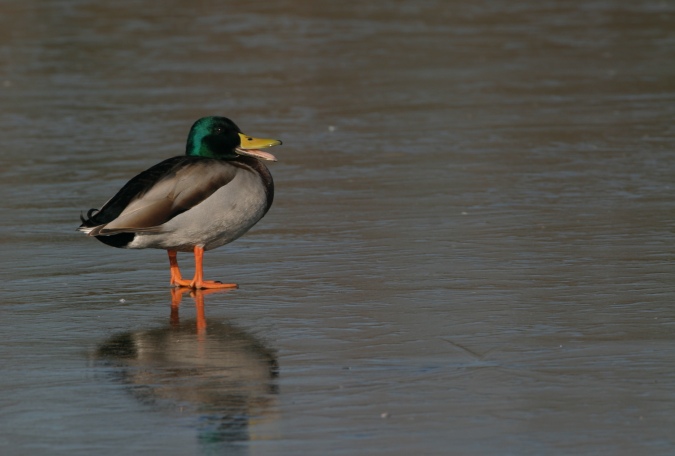 El pato todoterreno.