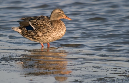 Anec collverd ( Anas platyrhynchos )