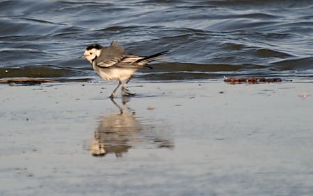 Cuereta blanca vulgar ( Motacilla alba )