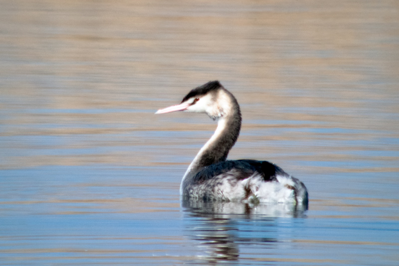 Cabussó emplomallat (Podiceps cristatus)