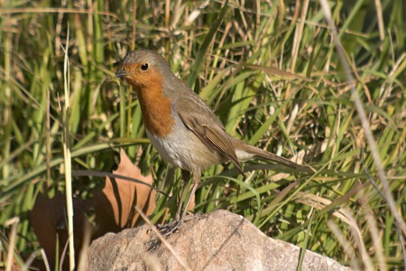 Pit Roig  (Erithacus rubecula)