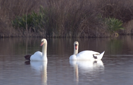 Cigne mut (Cygnus olor)