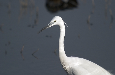 Martinet blanc (Egretta garzetta)