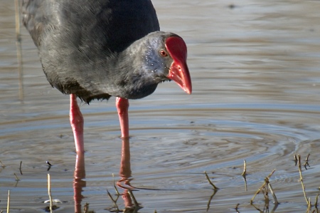 Polla blava (Porphyrio porphyrio)