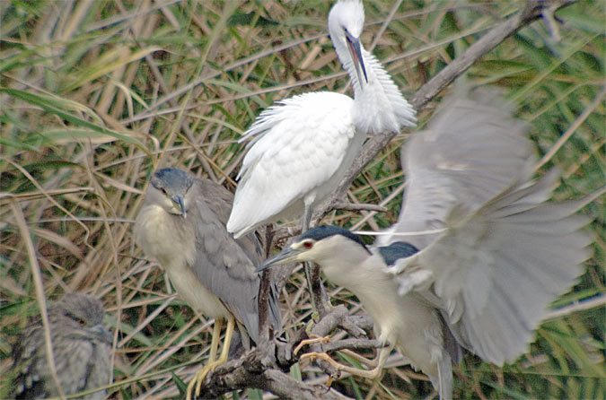 Martinet blanc.(Egrette garzetta)Martinet de nit (Nycticorax Nycticorax)