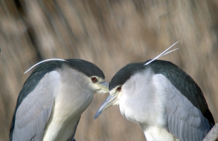 Martinet de nit (Nycticorax nycticorax)