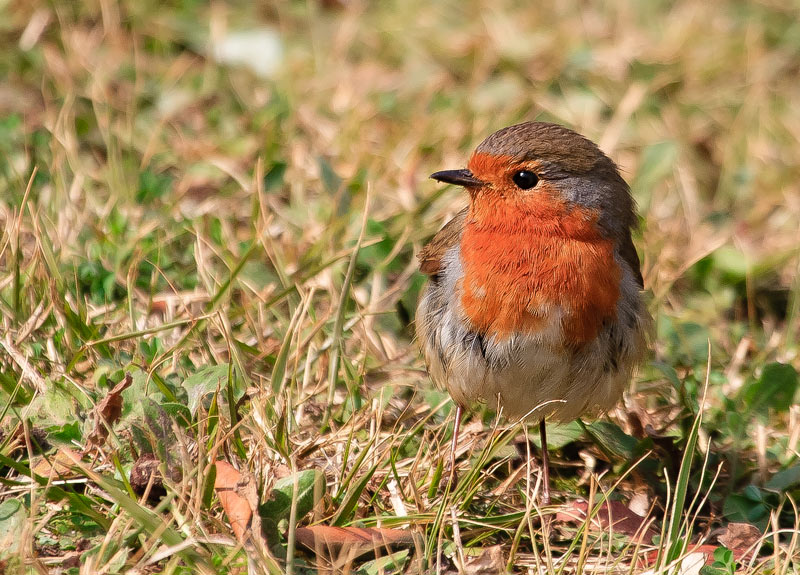 Pit roig (Erithacus rubecula)