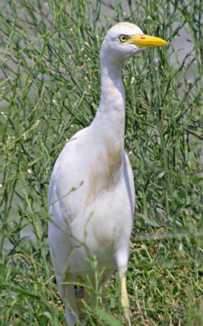 Esplugabous (Bubulcus ibis)