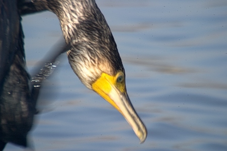 Corb marí emplomallat.( Phalacrocrorax aristotelis)