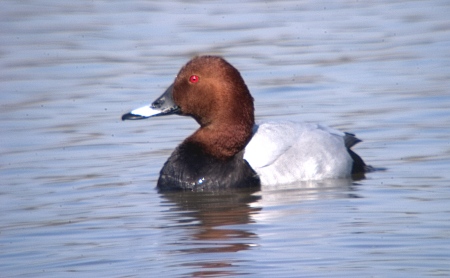 Morell cap-roig (Aythya ferina)