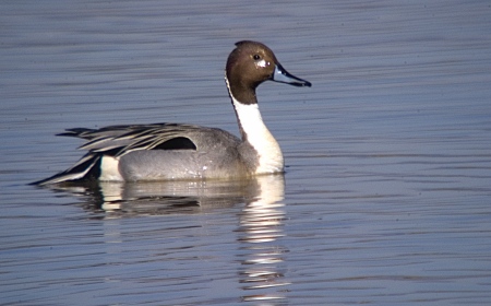 Anec cuallarg (Anas acuta)