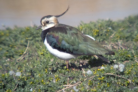 Fredeluga.(Vanellus vanellus)