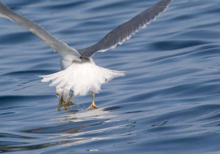 Gaviá Argentat ( Larus Cachinnans ) B