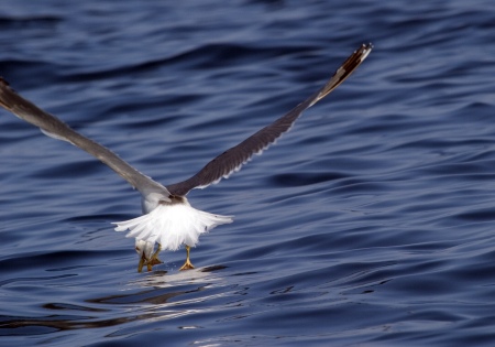 Gaviá Argentat ( Larus Cachinnans ) A