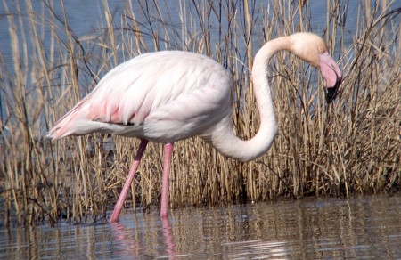 Flamenc (Phoenicopterus ruber)