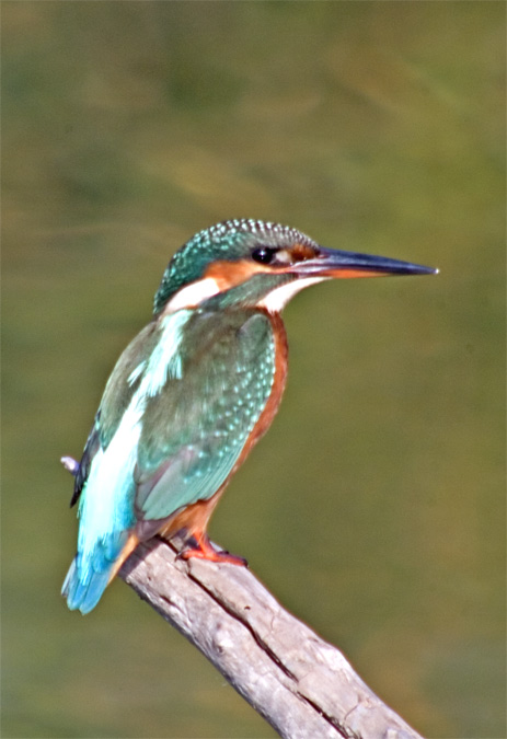 Blauet (Alcedo atthis) 2 de 2