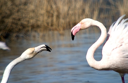 Flamenc (Phoenicopterus ruber)