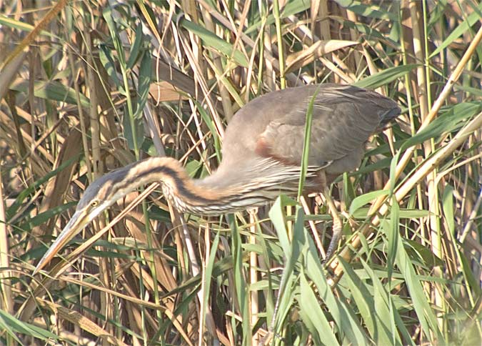 Agró roig (Ardea purpurea)