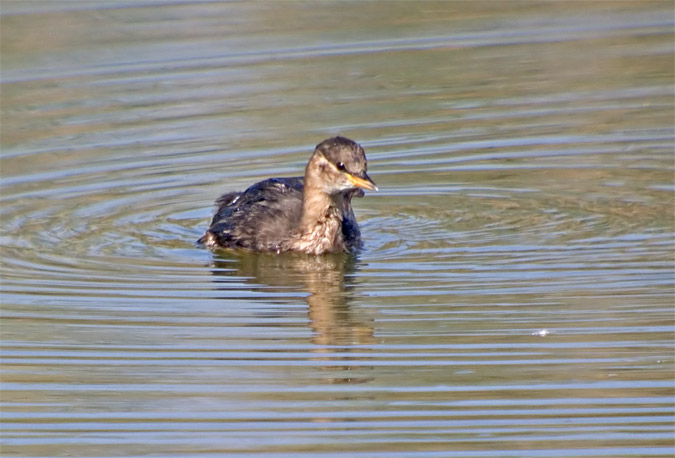 Cabusset (Tachybaptus ruficollis)