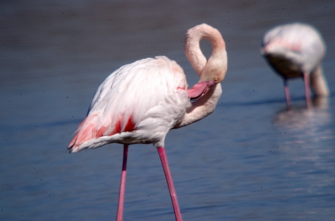 Flamenc (Phoenicopterus ruber)