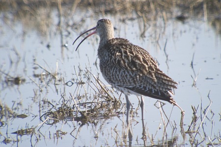 Becut (Nomenius arquata)