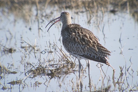 Becut (Nomenius arquata)