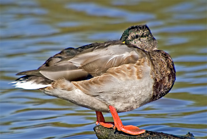 Anec collverd (Anas platyrhynchos)