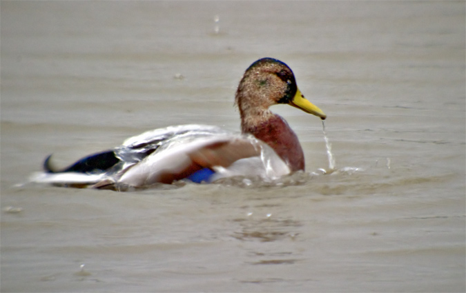 Anec collverd (Anas platyrhynchos)