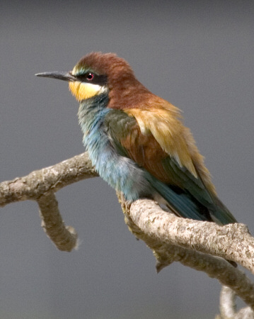 Abellarol (Merops Apiaster)