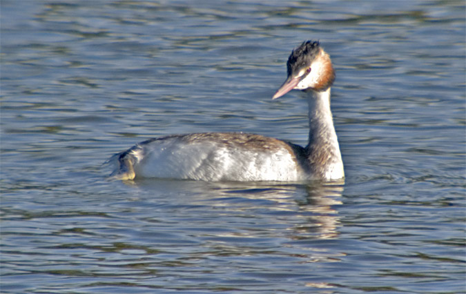 Cabussó emplomallat (Podiceps cristatus)