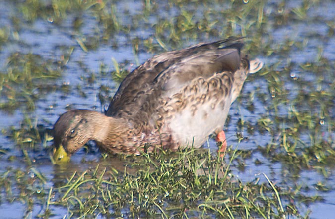 Anec collverd (Anas platyrhynchos)