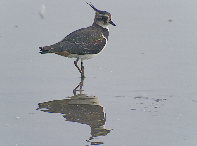 Fredeluga (Vanellus vanellus)