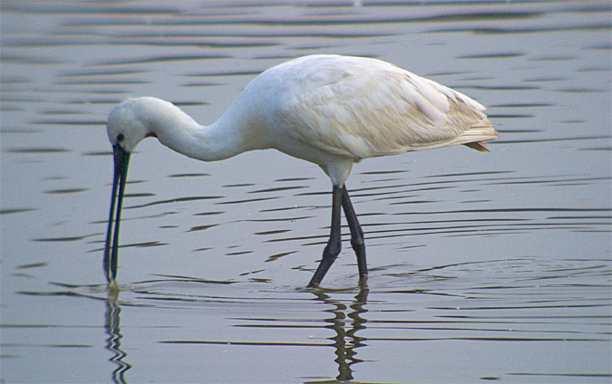 Becplaner (Platalea leucorodia)