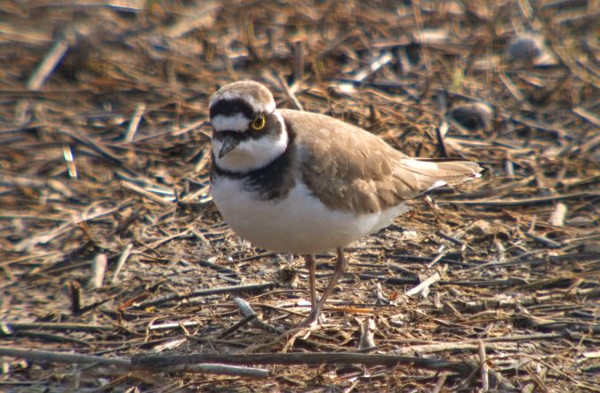 Corriol petit (Chadadrius dubius)