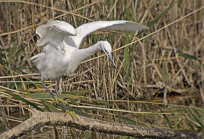 Martinet blanc (Egretta garzetta)