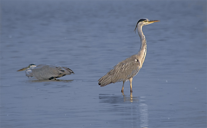 Bernat pescaire (Ardea cinerea)