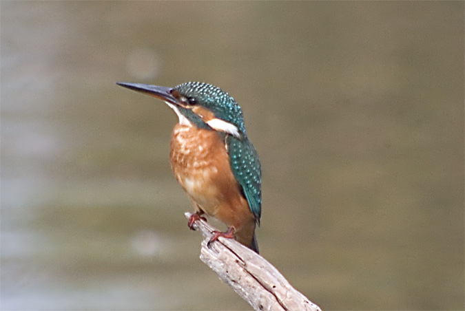 Blauet (Alcedo atthis)