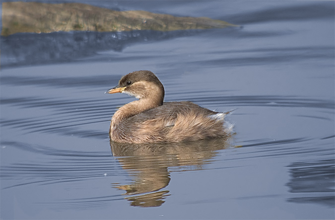 Cabusset (Tachybaptus ruficollis)