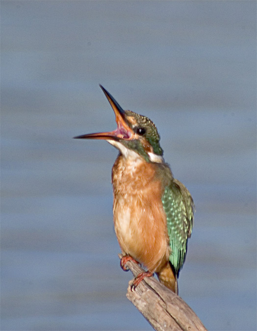 Blauet (Alcedo atthis)