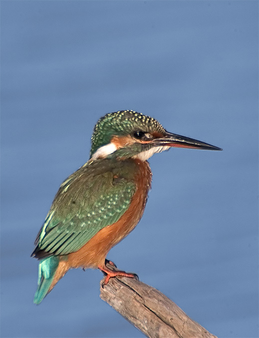 Blauet (Alcedo atthis)