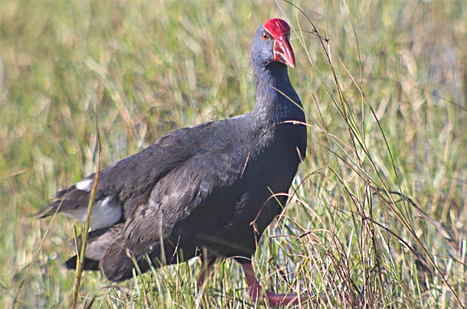 Polla blava (Porphyrio porphyrio)