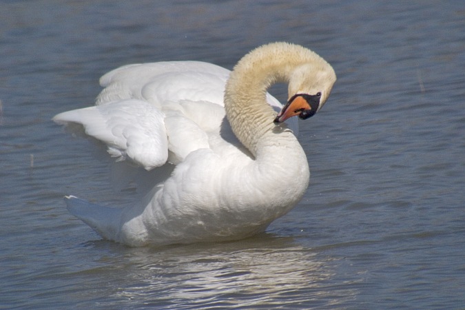 Cigne mut (Cygnus olor)