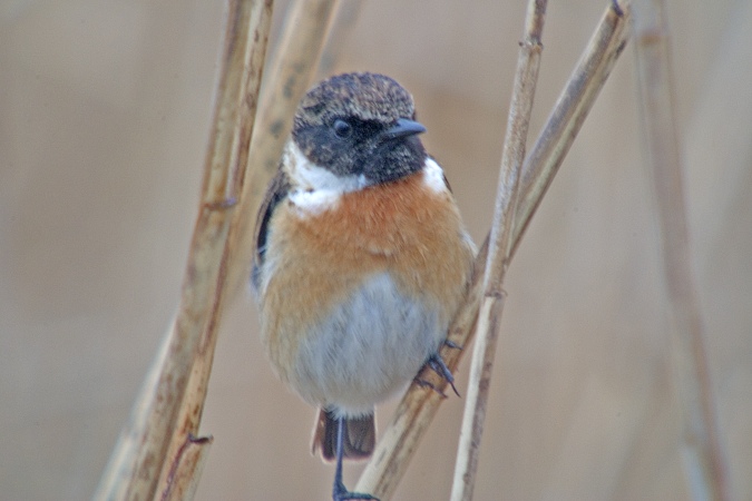 Bitxac comú.(Saxicola torquata)