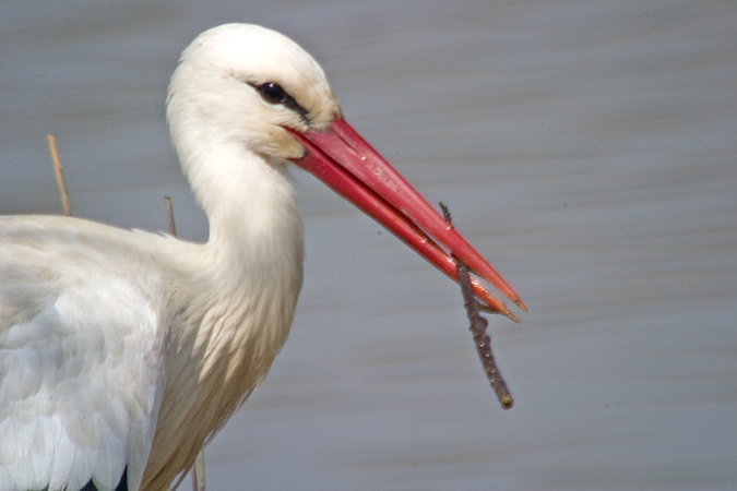 Cigonya blanca (Ciconia ciconia)