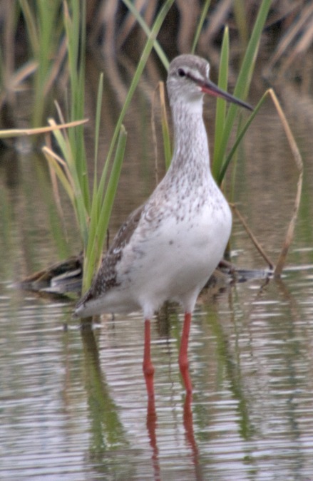 Gamba roja pintada (Trina erythropus)